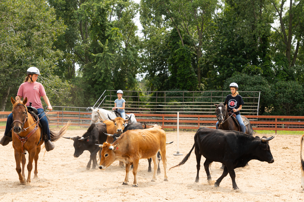 Range Riders working Cattle